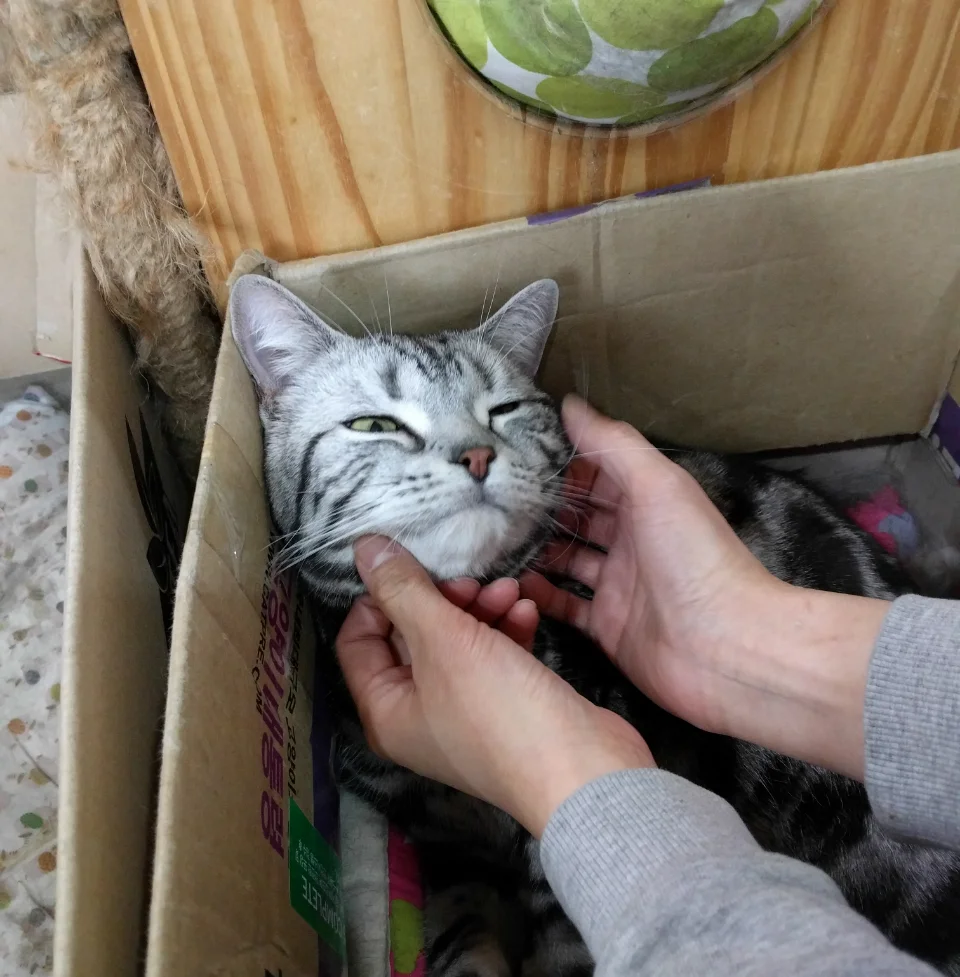 Cat in the box